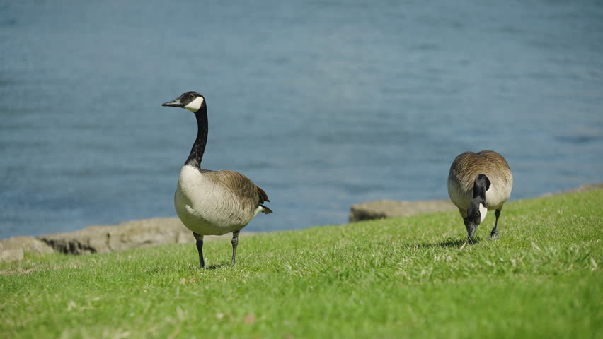 Pair Of Canada Geese Standing On The Banks Of Burlington Bay At Bayfront Park In Hamilton, Ontario, Canada. - wide shot