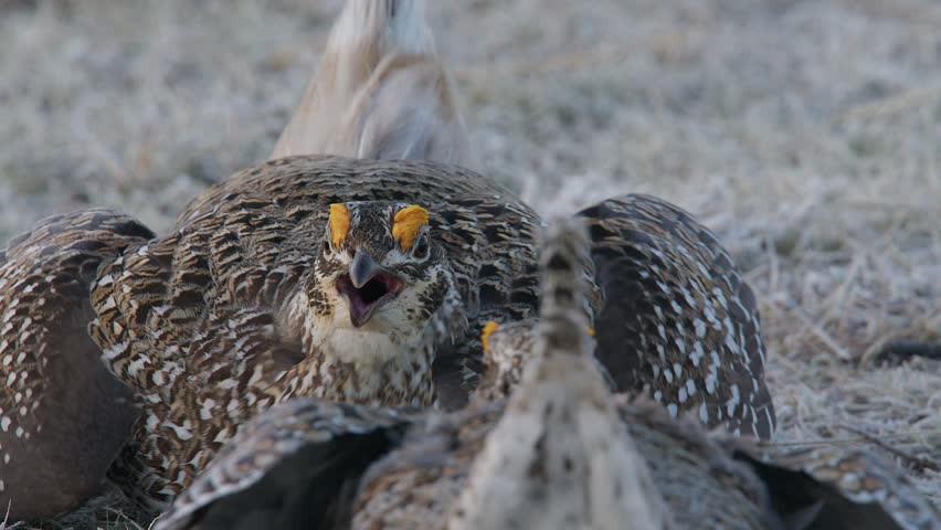 Close-up male Sharp-tailed grouse face each other for dance ritual