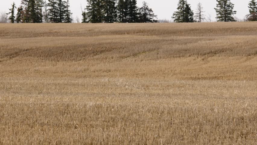 Three big Sandhill cranes take flight from harvested dry wheat field