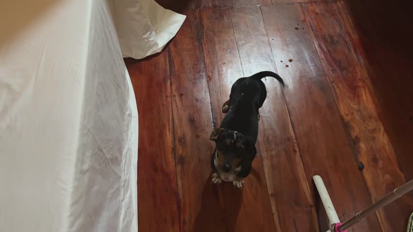 Joyful dachshund wags tail excitedly near bed as owner enters cozy hotel room. Resort room brims with lively love and warm reunion glows brightly