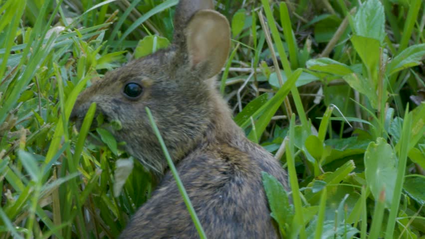 A wild rabbit nibbles on green grass while partially hidden in dense vegetation in its natural habitat