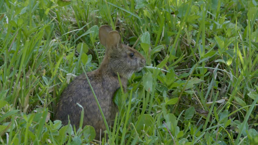 A wild rabbit hides in tall grass, blending into the green surroundings with only its ears and eyes peeking through