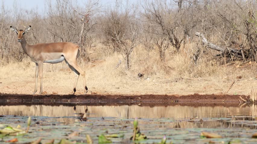 A herd of impala antelopes arriving and drinking from waterhole at underground hide. Filmed from low angle in Greater Kruger.