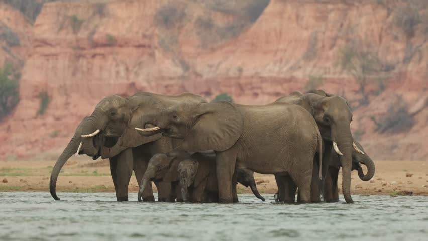 Wide shot of a herd of African elephants standing in the river drinking with the Chilojo cliffs in the background, Zimbabwe.