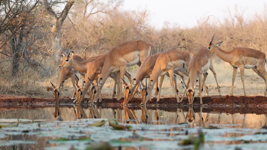 A herd of impala antelopes drinks at an underground hide with beautiful reflection, Greater Kruger.
