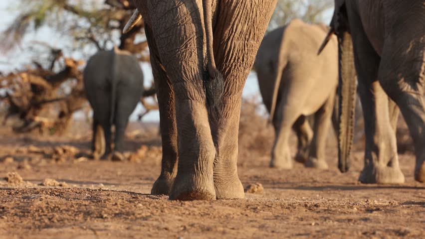 Low angle shot of a herd of African elephants