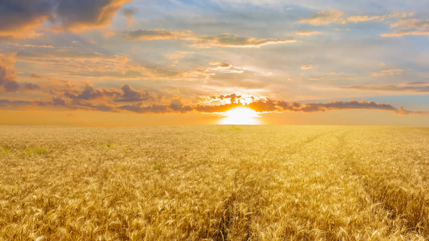 summer wheat field at the sunset time lapse scene