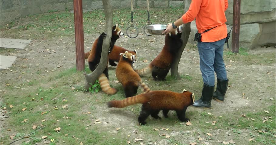 The keeper is feeding some red pandas