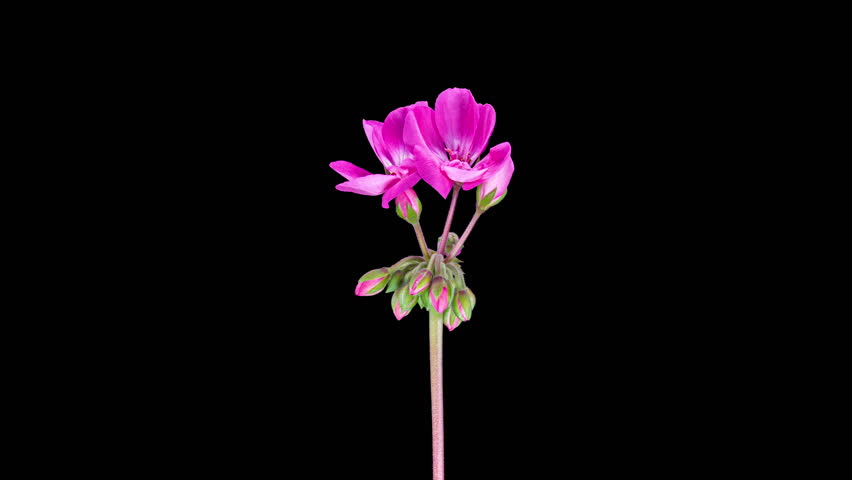 Pink Pelargonium Flowers Blooming in Time Lapse on a Black Background. Beautiful Neon Geranium Blossoms