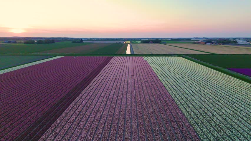 Endless rows of colorful tulips bloom across the Dutch landscape as the sun sets. A breathtaking view captures natures beauty, showcasing a tapestry of colors in the serene fields of the Netherlands.