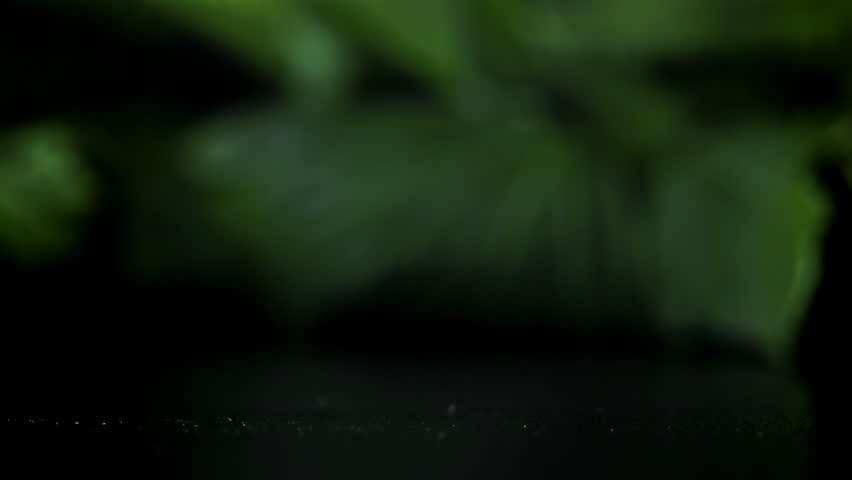 The coriander falls on the table. Filmed on a high-speed camera at 1000 fps. High quality FullHD footage