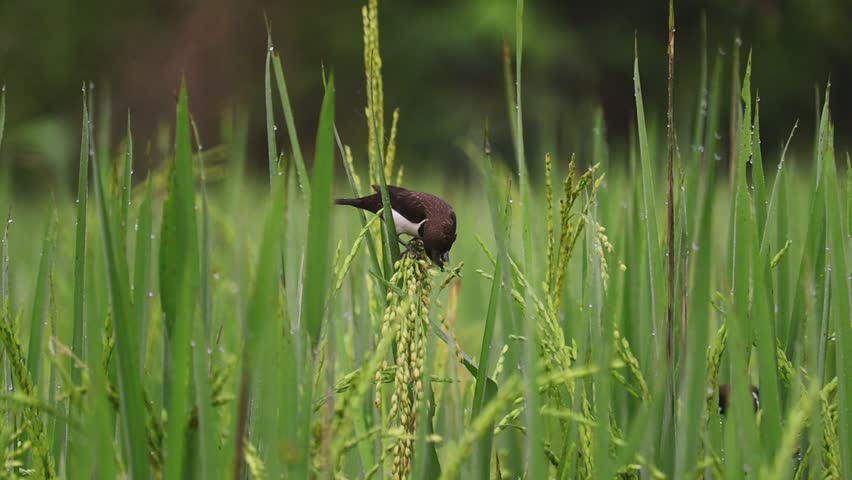 a beautiful video of munia birds in rice fields 