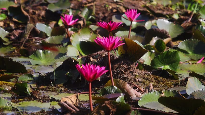 a beautiful video of water lilly Nymphaea pubescens