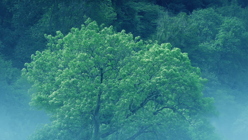Tree In Misty Forest Landscape
