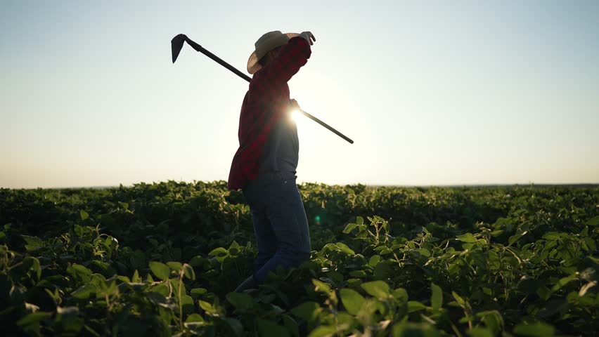 Agronomist with hoe soybean field sunrise. Agriculture professional manages soybean crops using hoe. Agronomist ensures sustainable agriculture practices. Hoe in hand agronomist checks soybean growth.