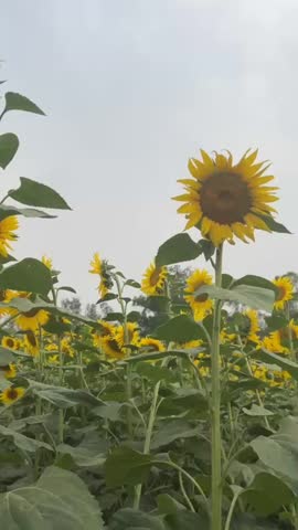 Sunflower Field on a cloudy day
