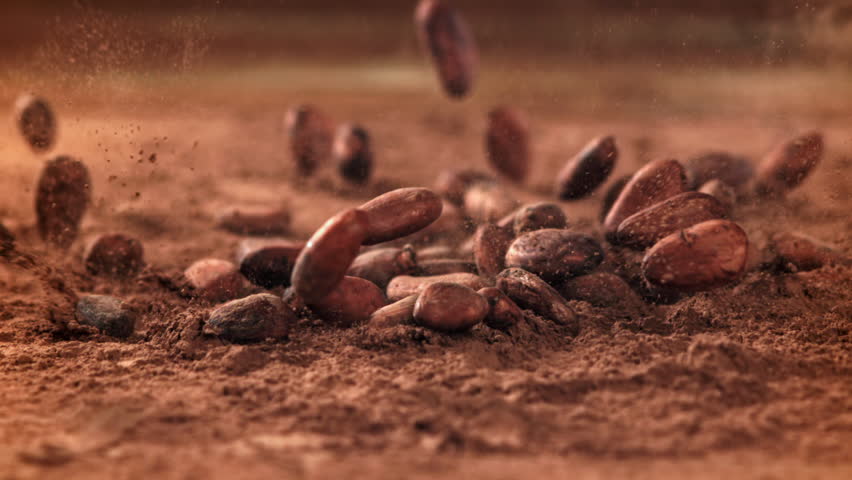 Cocoa beans fall on cocoa powder. Filmed on a high-speed camera at 1000 fps. High quality FullHD footage