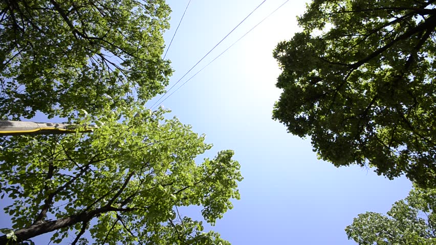 HD CRANE: Nice tree tops on the bright blue sky and sun rays, wide angle