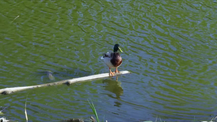A duck stands on one leg on a floating branch in the water, creating an atmosphere of calm and balance.