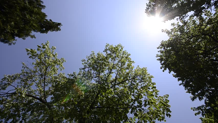 HD CRANE: Beautiful tree tops on the bright blue sky and sun rays, wide angle