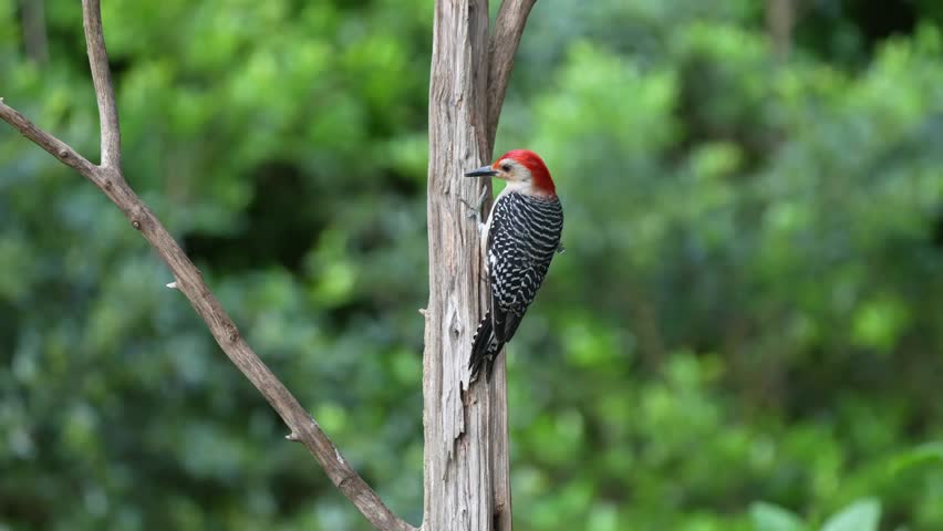 A red-bellied woodpecker perched on a tree branch
