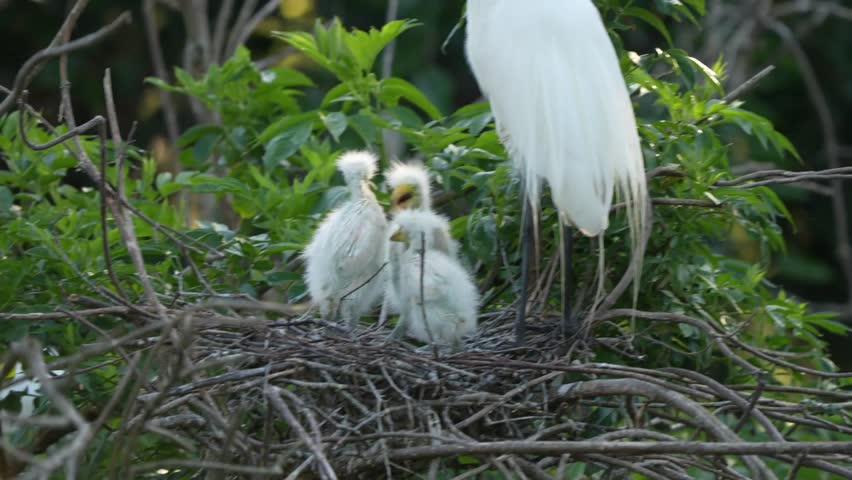 Baby great egrets in a nest with parent