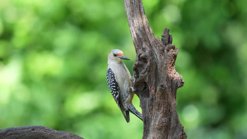 A red-bellied woodpecker perched on a tree branch
