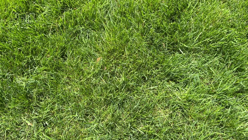Green grass in a backyard as viewed from above. A 16:9 horizontal video.