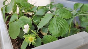 Growing strawberries in a container and pot in the home garden, home gardening and hobby - Powered by Shutterstock - Get 15% off with code: PIKWIZARD15