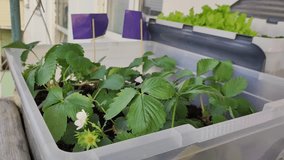 Growing strawberries in a container and pot in the home garden, home gardening and hobby - Powered by Shutterstock - Get 15% off with code: PIKWIZARD15
