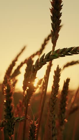 Golden ears of wheat swaying in wind in sun rays, close-up. Agricultural industry. Yellow wheat field ears of grain on field. Ripe wheat harvest. Growing grain. Ripening wheat field summer. Silhouette