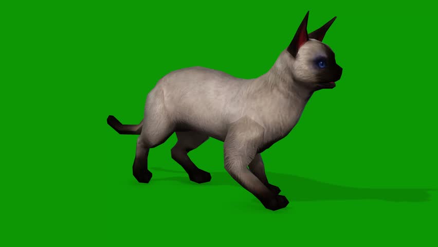 A cute white cat idle scene from Right 3d rendering animation on green screen