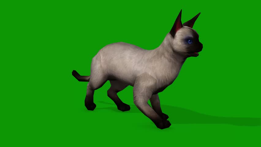A cute white cat looking around 3d rendering animation on green screen