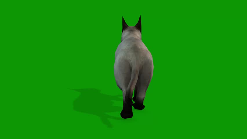 A cute white cat walking from Back 3d rendering animation on green screen