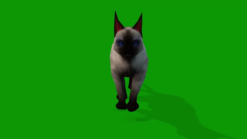 A cute white cat walking from Front 3d rendering animation on green screen