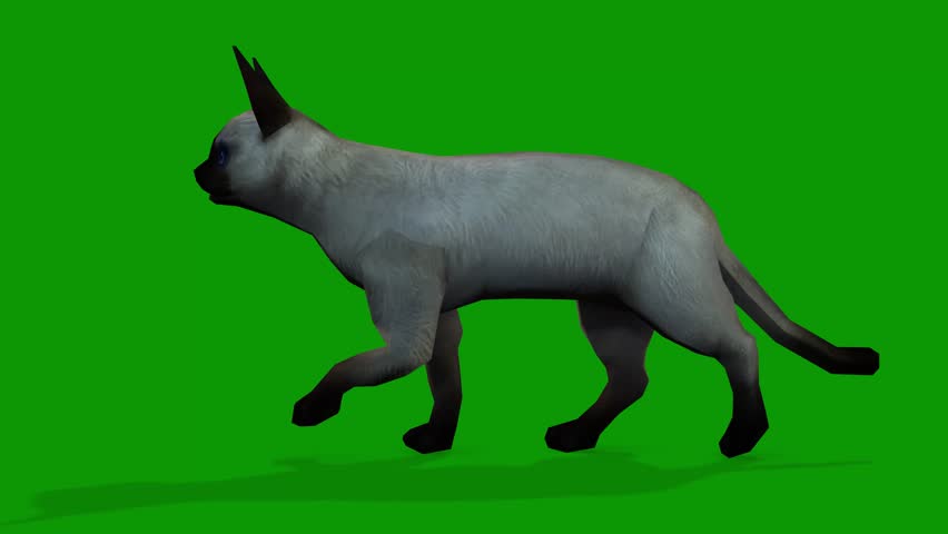 A cute white cat walking from left 3d rendering animation on green screen