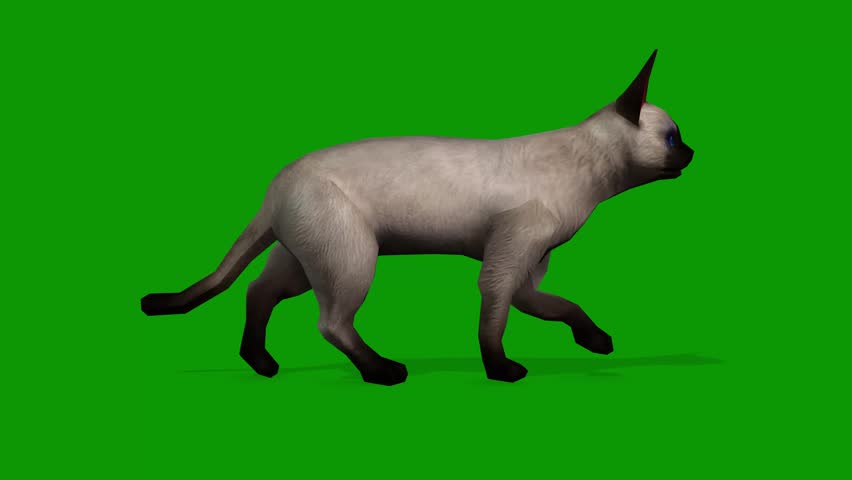 A cute white cat walking from Right 3d rendering animation on green screen