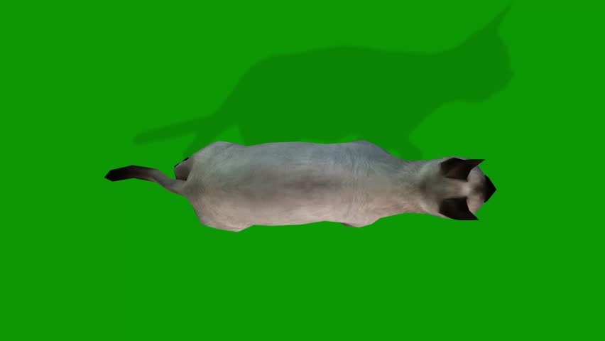 A cute white cat walking from Sky 3d rendering animation on green screen