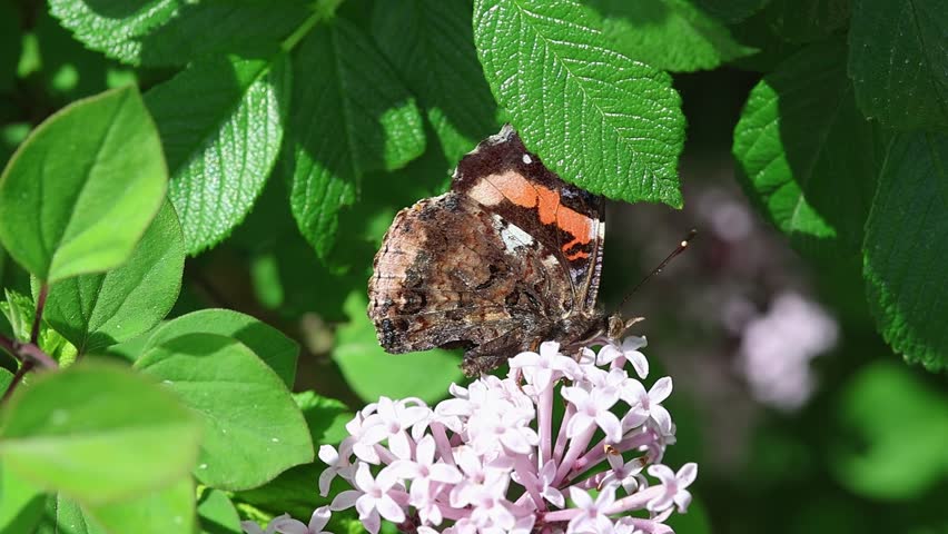 Red Admiral butterfly Vanessa atalanta on common lilac Syringa vulgaris blossom