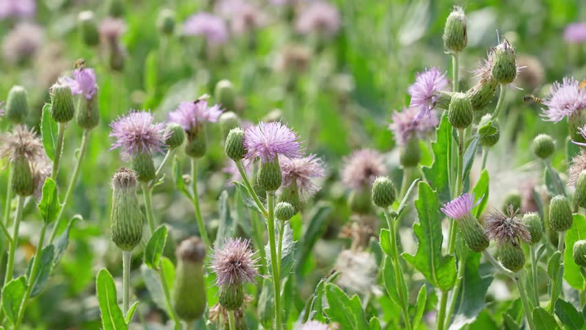 Thistle flowers bloom on the grassland