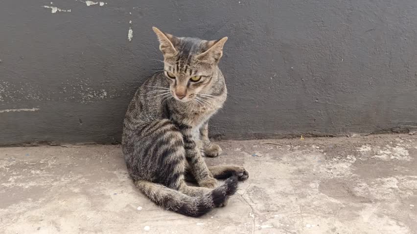Curious cat with sharp yellow eyes lies on concrete floor. This curious cat stares intensely ahead, showing alertness. The curious cat blends perfectly with its grayish surroundings. Curious cat.