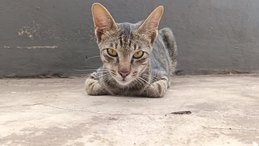 Curious cat with sharp yellow eyes lies on concrete floor. This curious cat stares intensely ahead, showing alertness. The curious cat blends perfectly with its grayish surroundings. Curious cat.