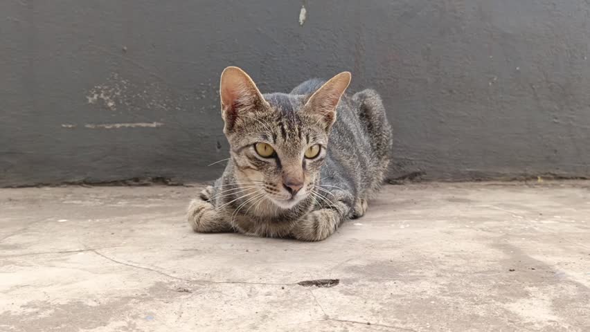 Curious cat with sharp yellow eyes lies on concrete floor. This curious cat stares intensely ahead, showing alertness. The curious cat blends perfectly with its grayish surroundings. Curious cat.
