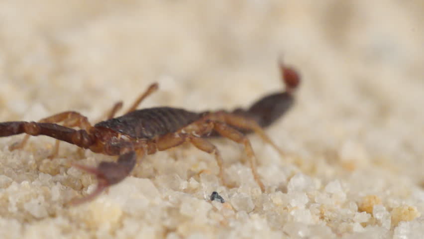 Scorpion (Vejovis carolinianus), Known as the Southern Devil Scorpion, found in