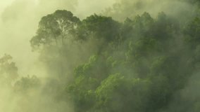 Mist rising from a tropical forest in the early morning light, captured from above to show the forest's dense trees and vibrant green hues, blending with soft fog for a mystical feel. Thailand.
 - Powered by Shutterstock - Get 15% off with code: PIKWIZARD15