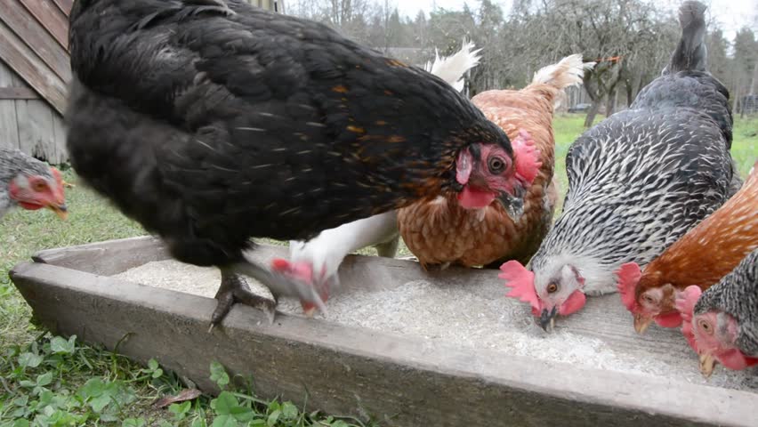 Medium shot of chickens pecking rice from a trough, with a black chicken walking through the frame. A calm, rural feeding scene ideal for farming or nature-related content.