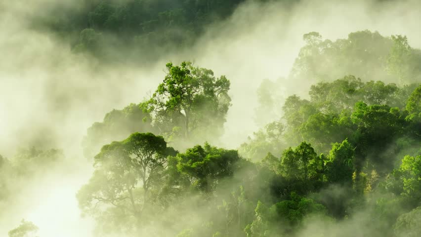 A mist-covered tropical forest seen from above, with trees peeking through the fog. The view highlights the forest's rich green tones, bathed in soft light, creating a peaceful natural scene.
