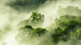 A mist-covered tropical forest seen from above, with trees peeking through the fog. The view highlights the forest's rich green tones, bathed in soft light, creating a peaceful natural scene.
 - Powered by Shutterstock - Get 15% off with code: PIKWIZARD15