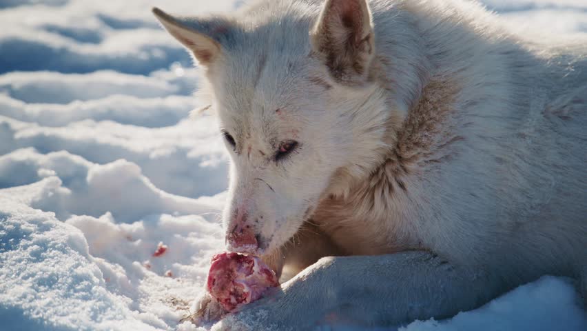 This image captures a stunning closeup of an Arctic wolf happily enjoying a meal in its snowy habitat, demonstrating its impressive hunting skills and showcasing its natural predatory behavior