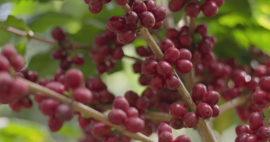 Close up harvest red ripe coffee seed robusta arabica berry harvesting coffee farm. Harvest coffee bean ripe Red berries plant fresh seed coffee tree growth in green eco organic farm green background
